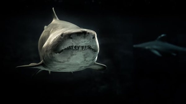 Quels sont les meilleurs spots pour une plongée avec les requins blancs en Australie?